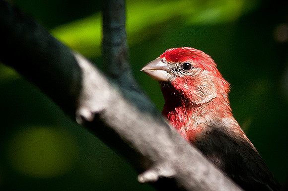 House Finch