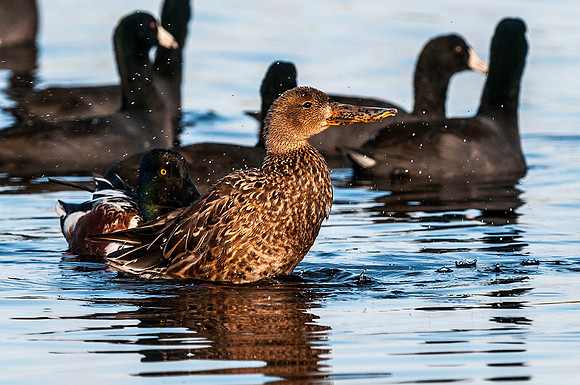 Female Northern Shoveler