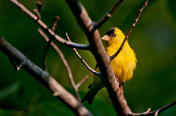 Goldfinch