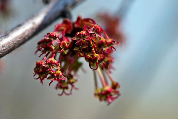 Tiny Spring Tree Flowers