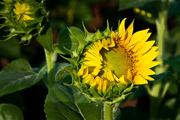 Partial Birth of a Sunflower
