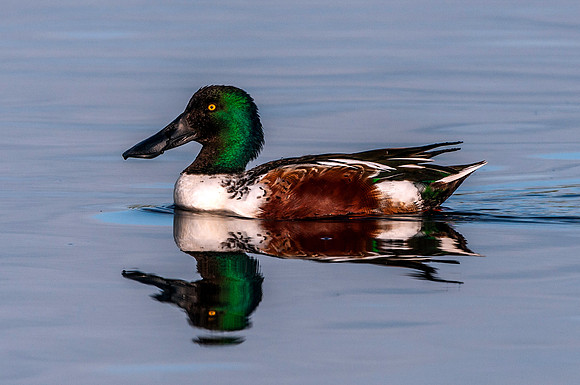 Northern Shoveler