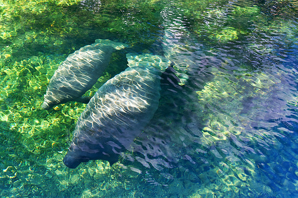 Three Manatees