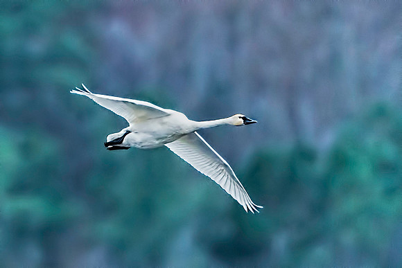 Single Tundra Swan