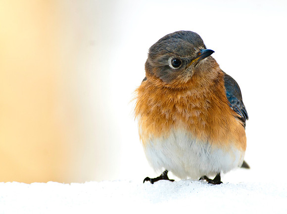 Bluebird Starring Back