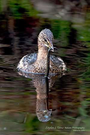 Pied-billed Grebe with a Swamp Eel