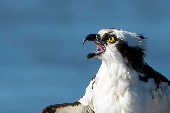 Screaming Osprey