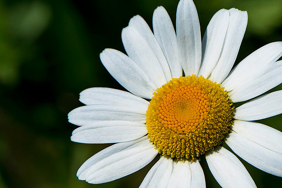 Oxeye Daisy