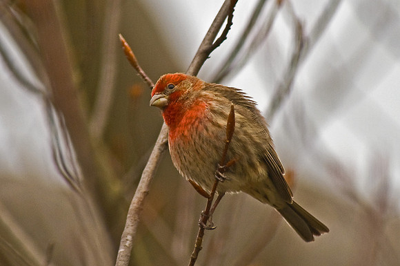 House Finch