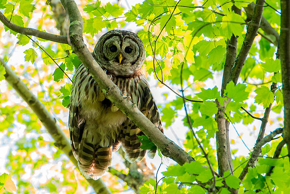 Barred Owl