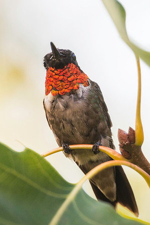 Ruby-throated Hummingbird