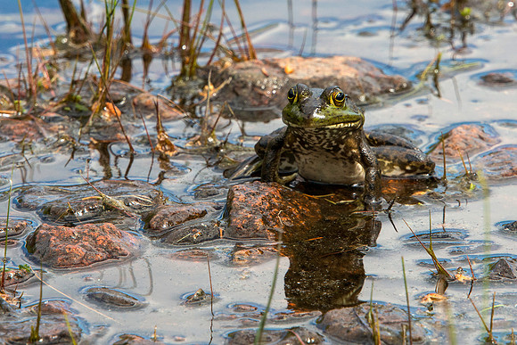 Frog in Acadia National Park