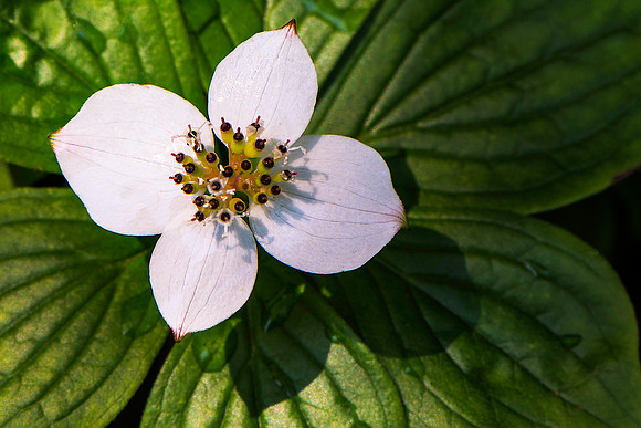 Sunlit Dogwood Plant Flower