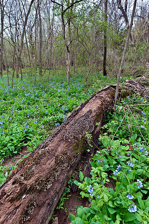 Virginia Bluebells at Merrimac Farm Wildlife Management Area, VA