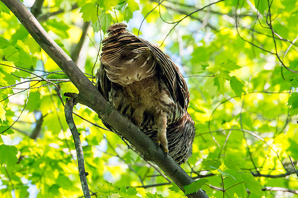 Barred Owl