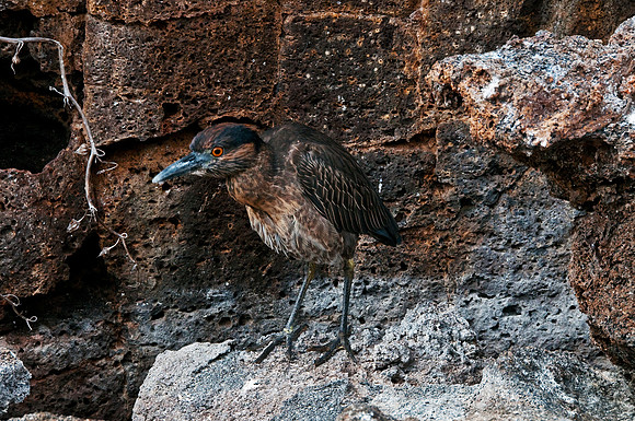 Yellow Crowned Night Heron