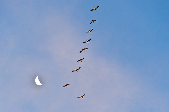 Snow Geese and the Moon