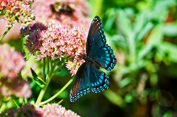 Blue Buttefly