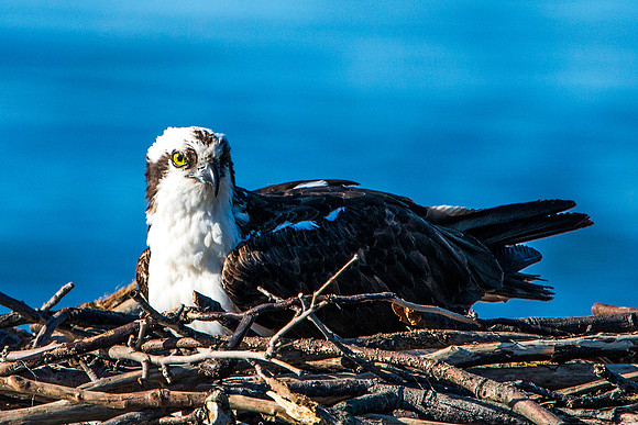 Female on Nest and Eggs