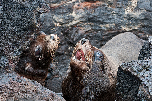 Sea Lions