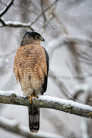 Red-shouldered Hawk