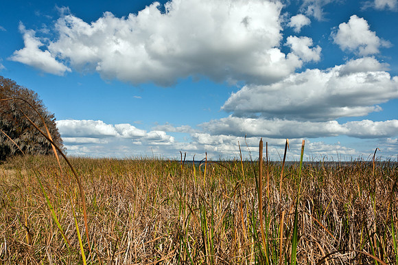 From Palm Point at Newnans Lake