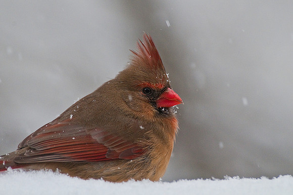 Cardinal in Snow