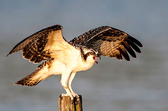 Osprey Chick on Post in Morning Sunlight