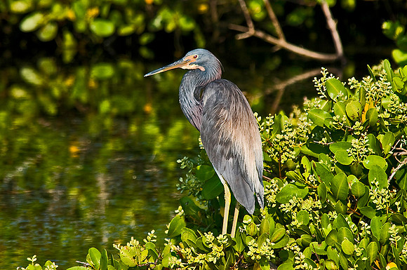 Tricolored Heron
