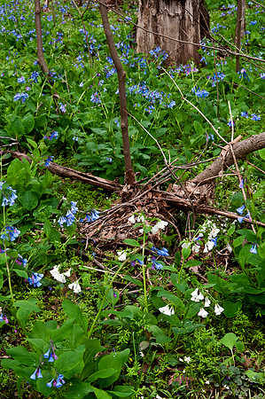 White Bluebells