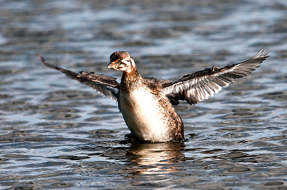 Least Grebe