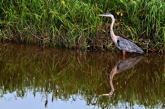 Blue Heron at Blackwater