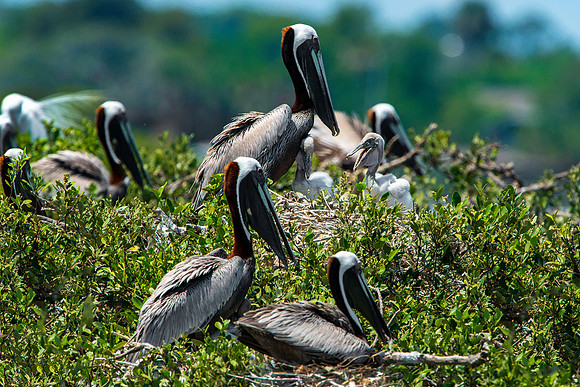 Pelican Chicks