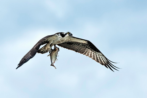 Osprey with Fish