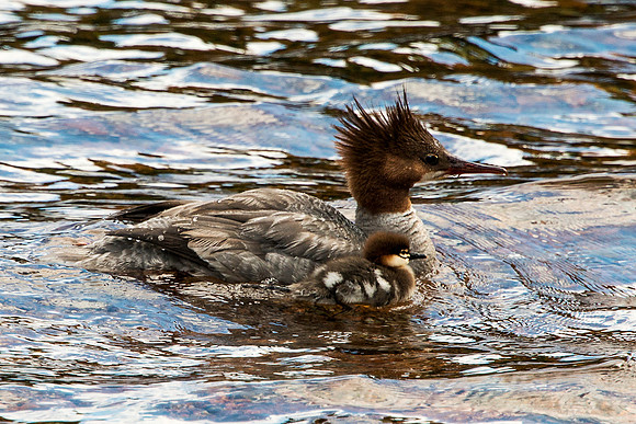 Red-breasted Mergasser and Chick