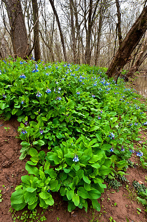 Virginia Bluebells at Merrimac Farm Wildlife Management Area, VA