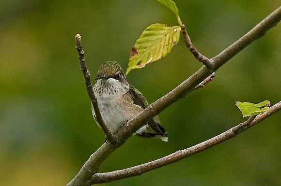 Ruby-Throated Hummingbird