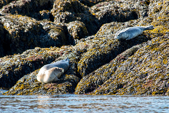 Mother Seal and Cub on the Way to Petit Manaan