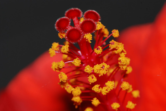 Hibiscus