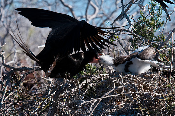 Feeding Time