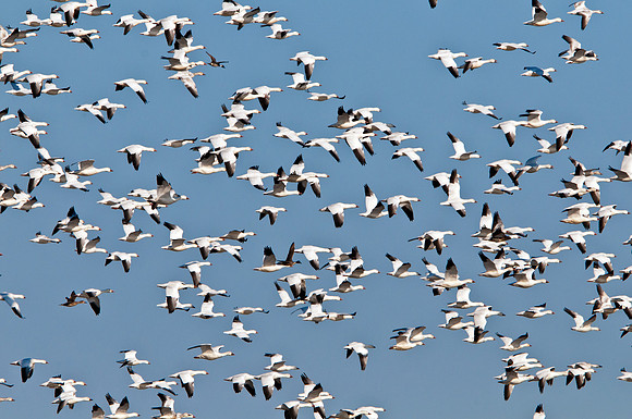 Snow Geese in Flight
