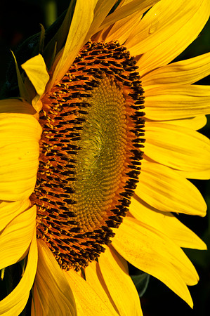 Sunflower Profile