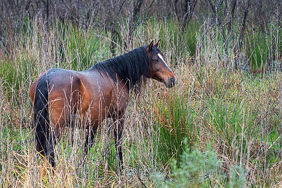 Wild Horse on Paynes Prairie