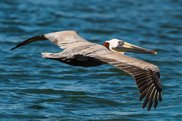Pelicans Flying