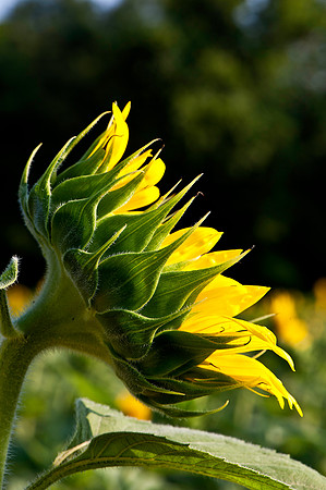 Sunflower Bub Profile