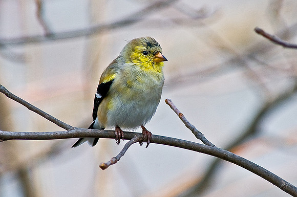 American Goldfinch