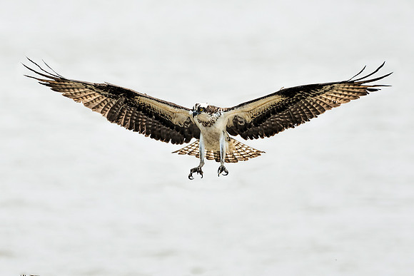 Male Osprey Legs Down