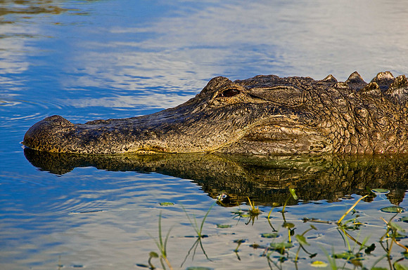 Florida Aligator
