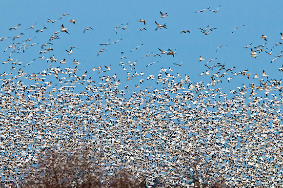 Snow Geese Chaos