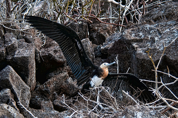 Frigatebird